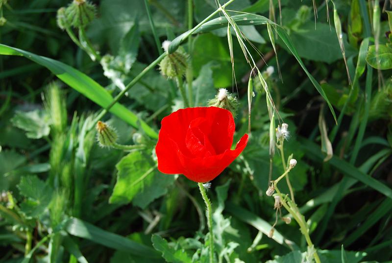 cos_0148.JPG