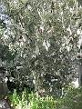 abr_0067