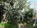 gbs_b341
