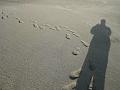 gbs_b368